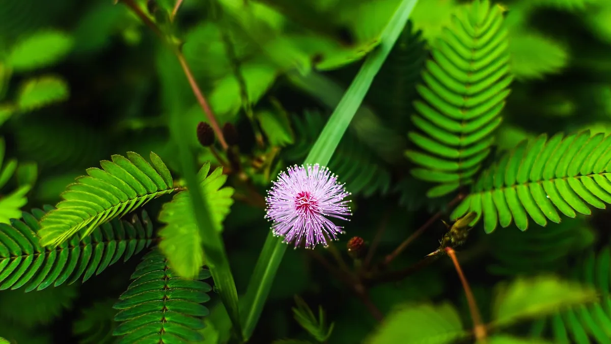 Hemp plant — Australian Access Clinics review