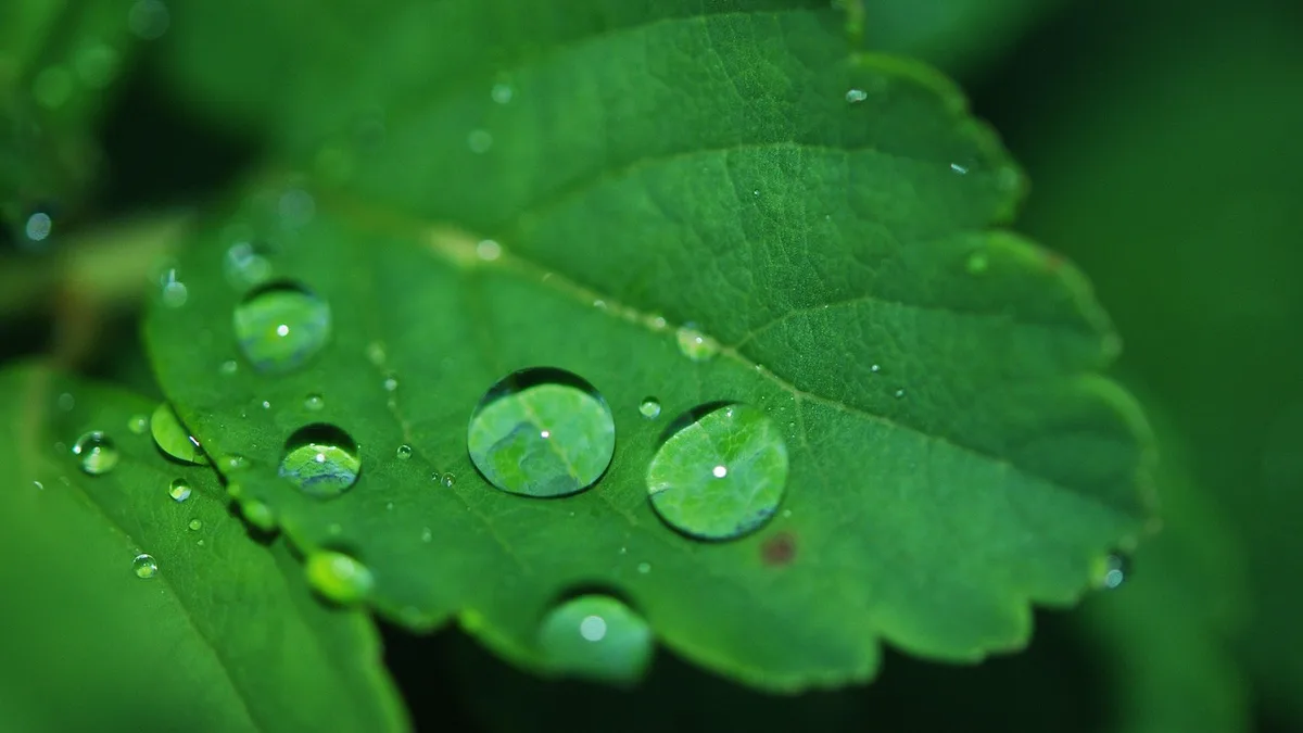 Hemp plant — Broad-spectrum CBD oil explained