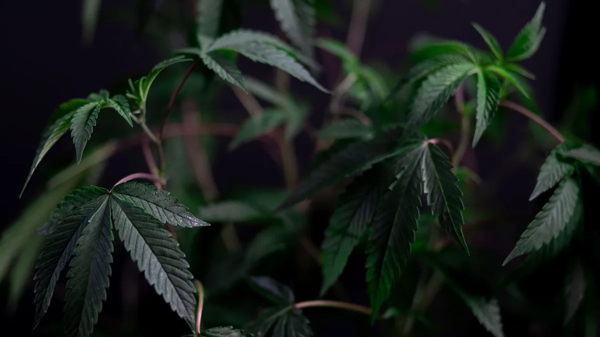 Hemp plant — CBD oil for pets
