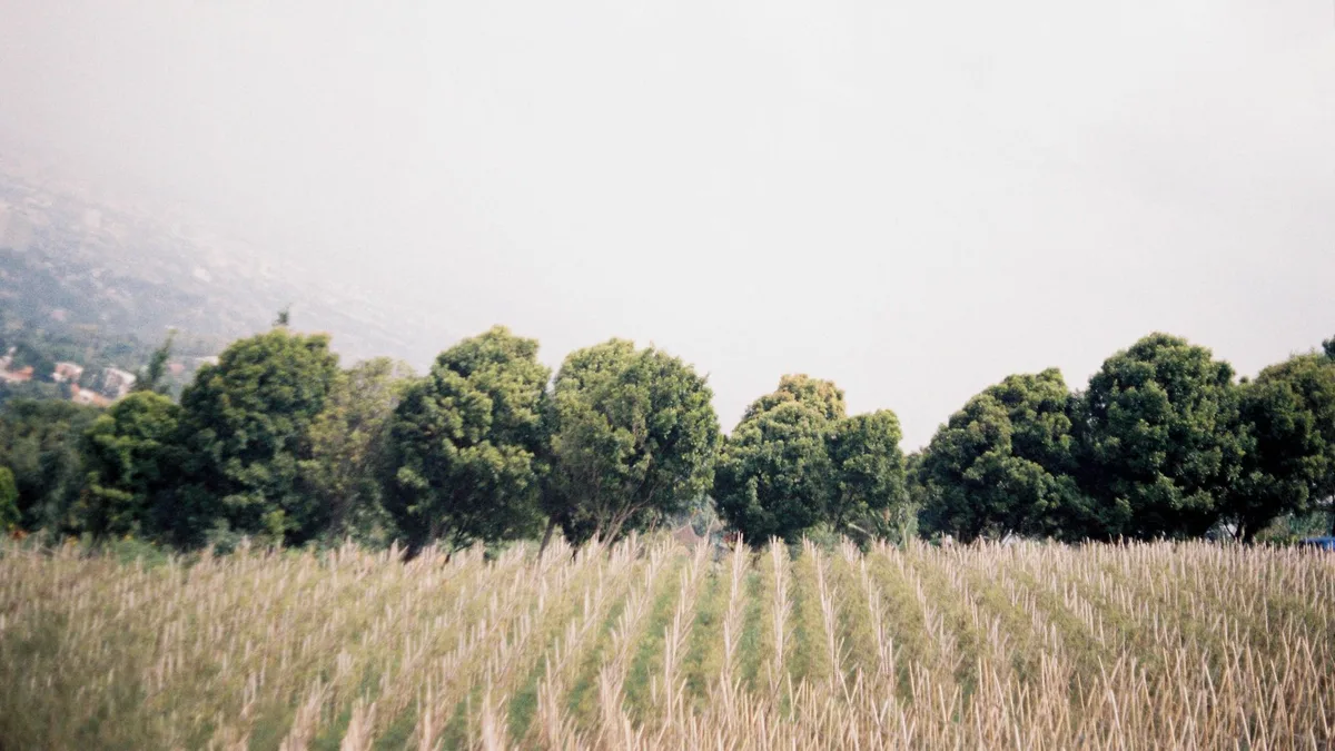 Hemp plant — CBD oil strengths explained