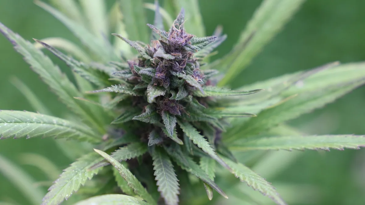 Hemp plant — CBD vape in Australia