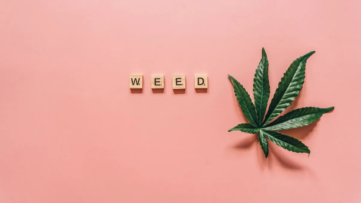 Hemp plant — Entoura review