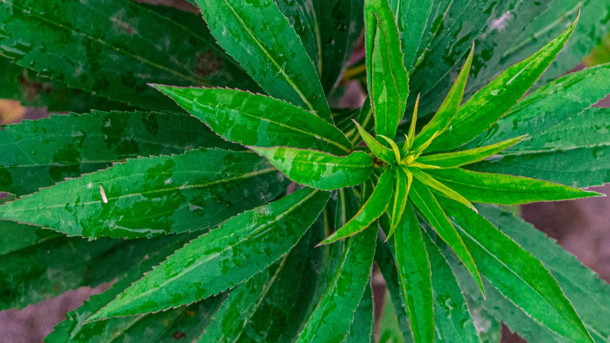 Hemp plant — How long does CBD oil last