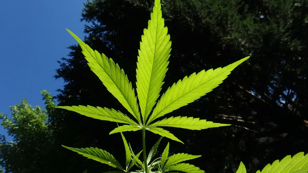 Hemp plant — Humacology review
