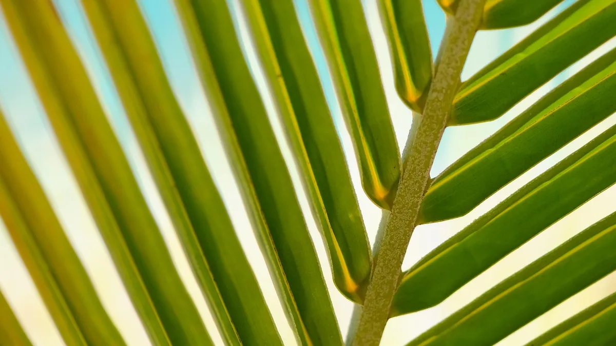 Hemp plant — Is CBD oil legal in Australia? The Brisbane guide