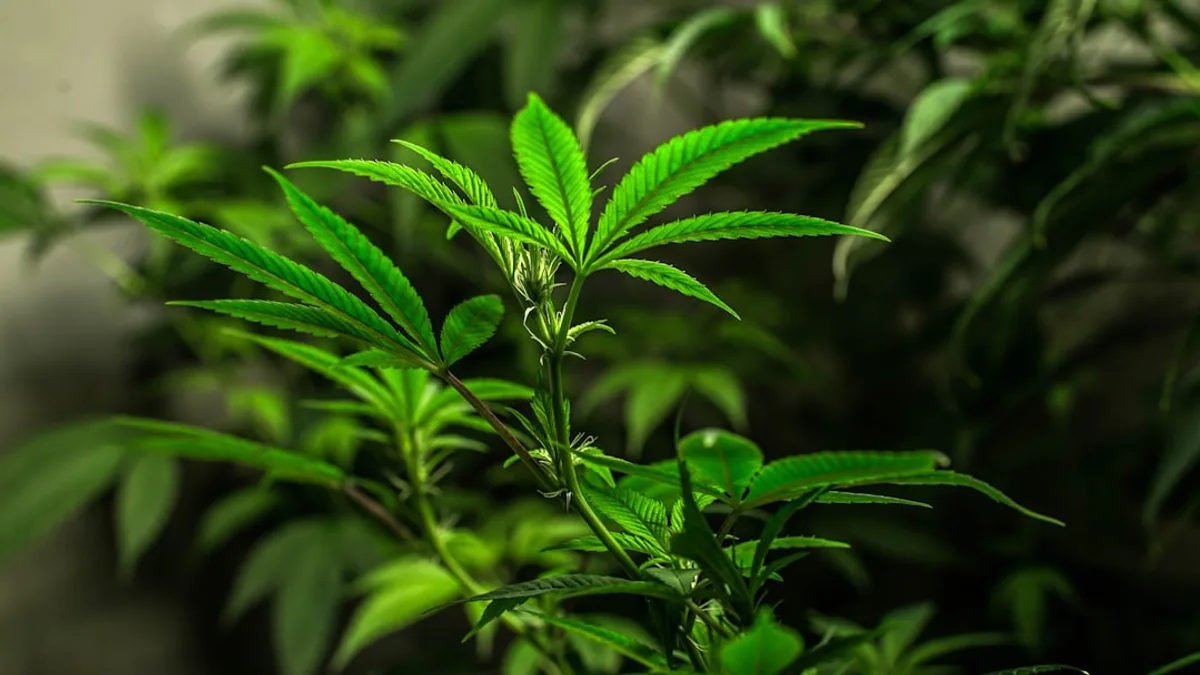 Hemp plant — Tasmanian Botanics review